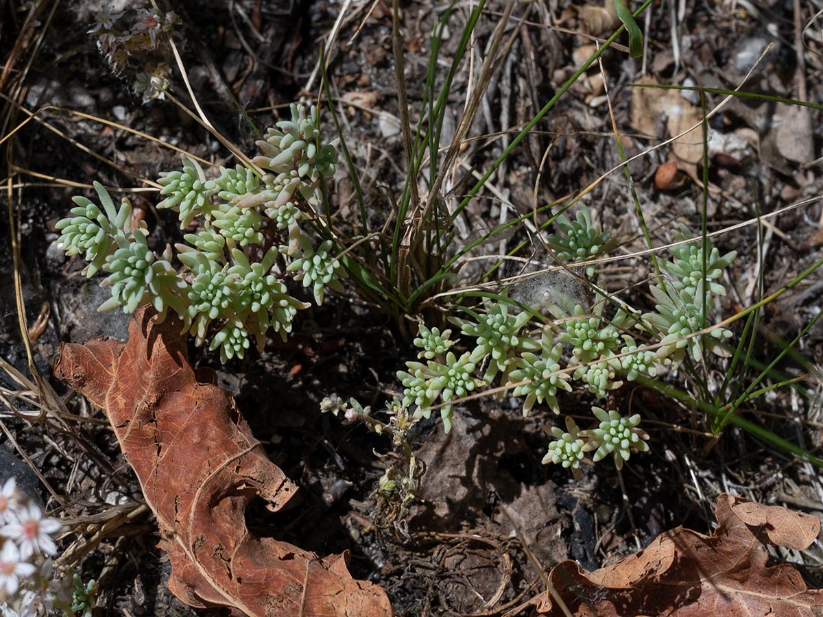 vegetative Triebe